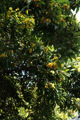 Yellow bell flowers begin to bloom in the summer