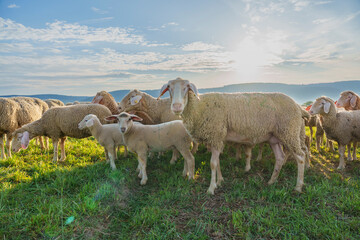 Obraz premium Eine Schafherde auf einer Weide an einem Sonnigen Tag