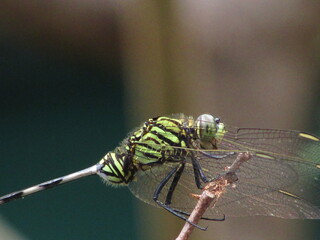 close up of a dragonfly