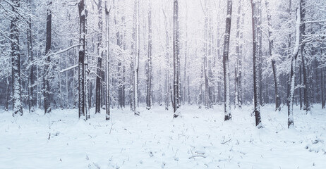 Forest with fresh snow in winter storm. Czech landscape background