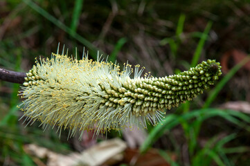 Sydney Australia,  flowering native xanthorrhoea macronema or bottlebrush grass tree