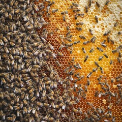 bees on honeycomb