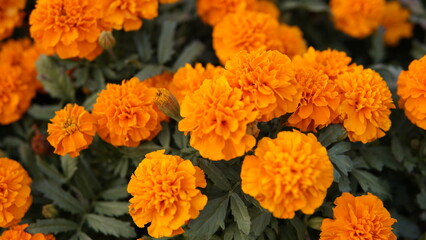 orange marigold