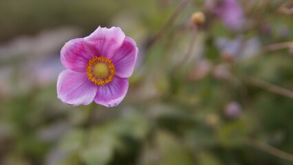 Obraz premium flower