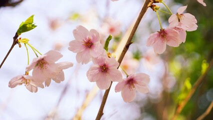 cherry blossoms