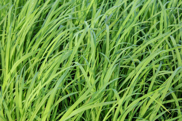 Pinrang, South Sulawesi Indonesia.
View of the residents' rice fields growing fertile.
February 1...