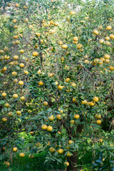 Plantation de pamplemousses