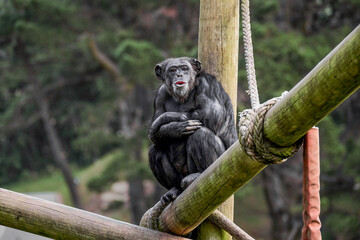 Close up of an adult chimpanzee sitting up high on a wooden structure.