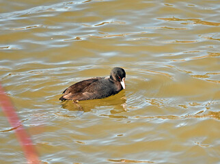 オオバンが泳ぐ