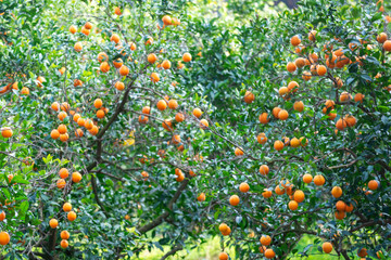 Plantation d'orangers en Tunisie