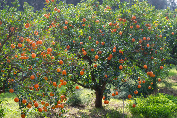 Plantation d'orangers en Tunisie