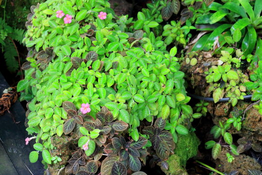 Light pink flowers of Episcia or Carpet Plant, Episcia Cupreata, Frame Violet blooming on branch and leaves cover rock in nature, brown and light green leaves two type of Epecia, Thailand.