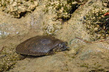 junge Nil-Weichschildkröte // juvenile African softshell turtle (Trionyx triunguis) - Dalyan, Türkei
