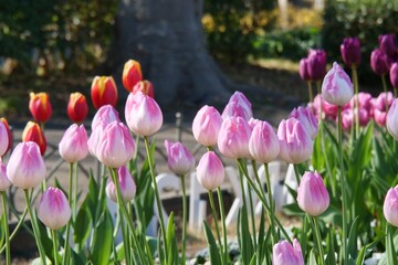 花壇で咲いているチューリップ