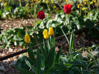花壇で咲いているチューリップ