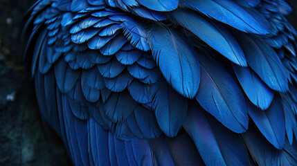 Obraz premium blue feather
