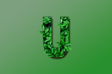 Leaf font U isolated on white green gradient background. Leafs font U made of Real alive leaves with Previous paper cut shape of font. Green climate concept.