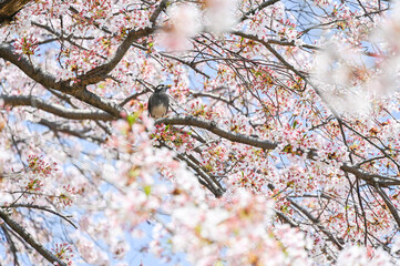 美しい桜が咲き、小鳥が枝にとまる