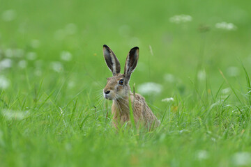 Naklejka premium Long ears of wild brown hare lurking from the grass