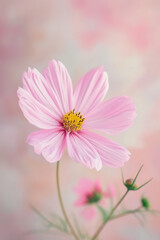 Obraz premium Pink Cosmos flower soft elegant vertical background, card template