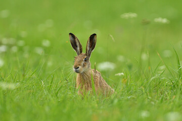 Naklejka premium Long ears of wild brown hare lurking from the grass