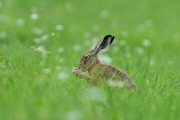 Naklejka na ściany i meble Brown hare eating spring green grass on the meadow