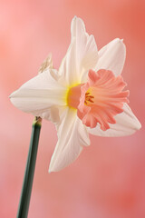 Obraz premium Pink daffodil flower soft elegant vertical background, card template