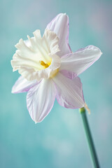 Purple daffodil flower soft elegant vertical background, card template