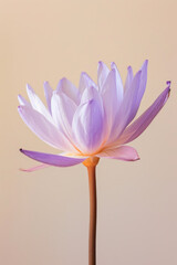 Fototapeta premium Purple lotus flower soft elegant vertical background, card template