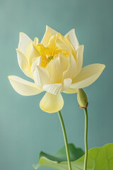 Yellow lotus flower soft elegant vertical background, card template