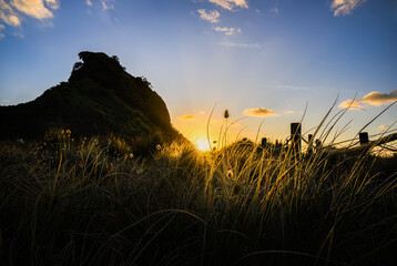 Lion Rock at sunset, bunny tail grasses in the foreground. Piha Beach. Waitakere Ranges. Auckland.