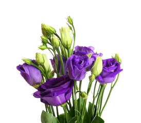 Eustoma flowers on white background