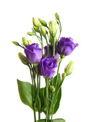 Eustoma flowers on white background