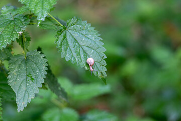 Snail crawling on a nettle leaf in the summer garden.