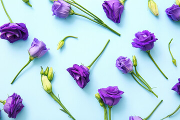 Composition with fresh eustoma on color background
