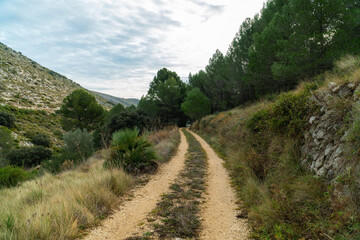 Fototapeta na wymiar Beautiful path on the forest.