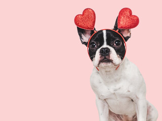 Cute puppy and red heart. Beautiful greeting card. Closeup, indoors. Studio shot. Congratulations...