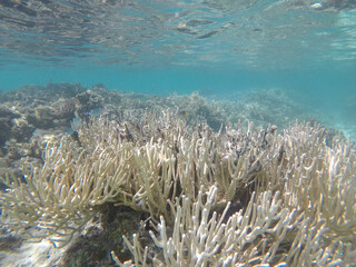 Fototapeta na wymiar spiky coral reef