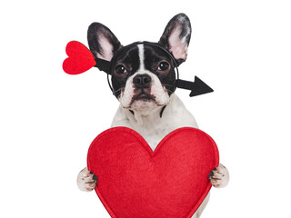Cute puppy and red heart. Beautiful greeting card. Closeup, indoors. Studio shot. Congratulations for family, relatives, loved ones, friends and colleagues. Pets care concept