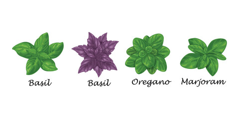 Spicy herbs. Basil, oregano and marjoram. A network of fresh herbs. Seasonings for cooking. A collection of spices. Vector illustration - obrazy, fototapety, plakaty