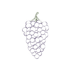 Grapes coloring book. A ripe bunch of grapes. Ripe grapes. An image of grapes for a children s coloring book. Vector illustration on a white background