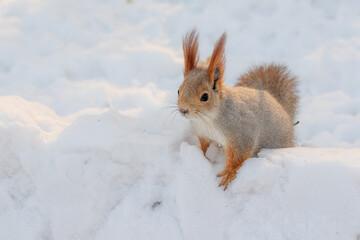 Red squirrel in winter, close-up in the park.