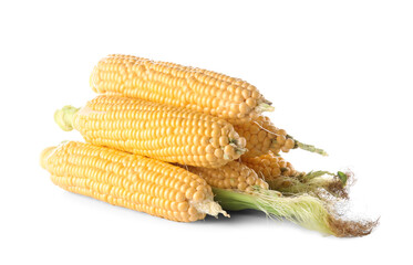Fresh corn cobs on white background
