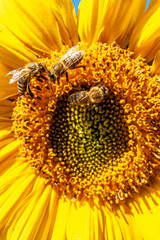 Kwiat, pszczoła, moty, macro foto.