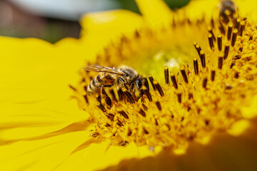 Kwiat, pszczoła, moty, macro foto. - obrazy, fototapety, plakaty