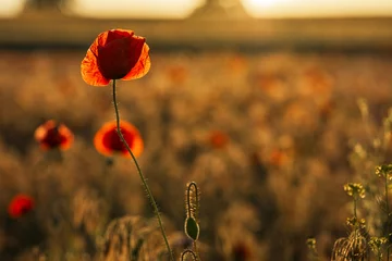 Fototapeten Time of  flowering poppy. Evening backlight. © Sergey Kohl