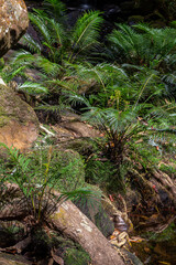 Green ferns growing on rocks in a stream in the forest at Phu Kradueng National Park