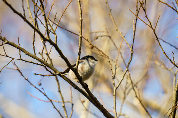 枝にとまるシロエナガ