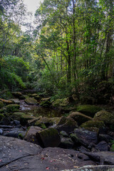 Fototapeta na wymiar Deep forest At Phu Kradueng National Park