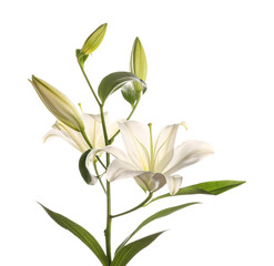 Beautiful lily flower on white background